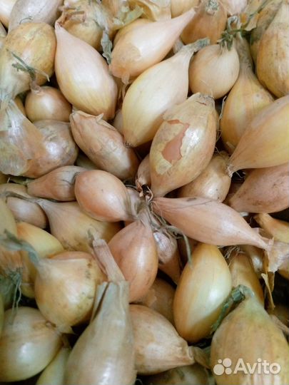 Лук севок озимый Шекспир