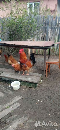 Молодые петухи