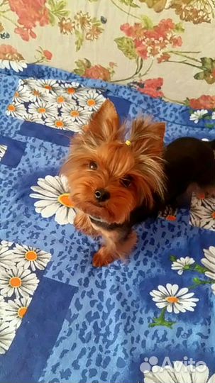 Передержка собак мелких пород