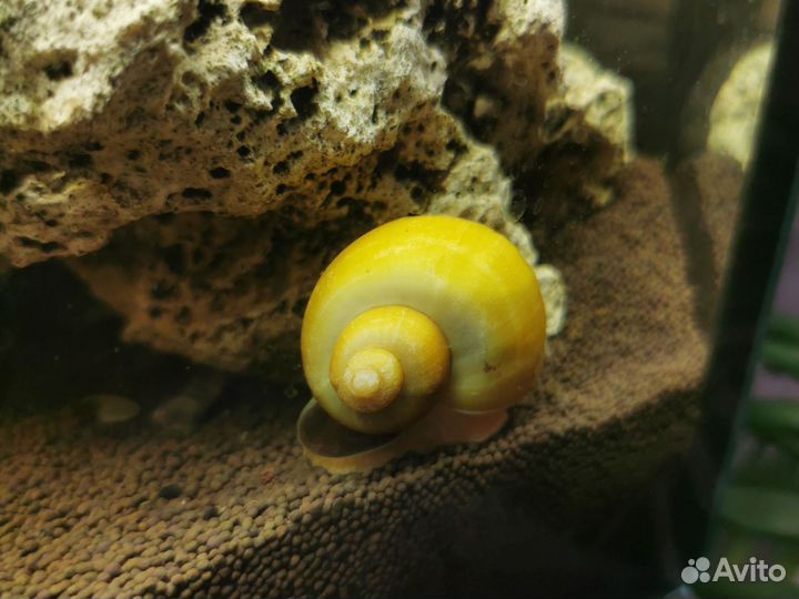Продам улиток от 10руб