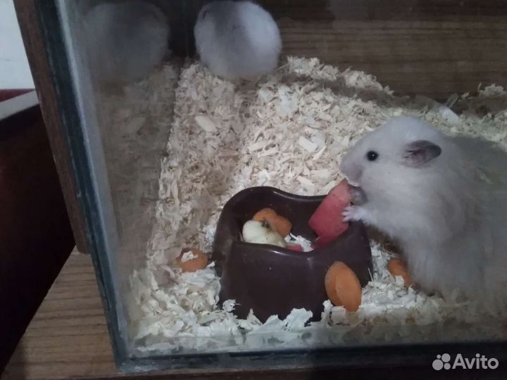 Хомячки с клеткой