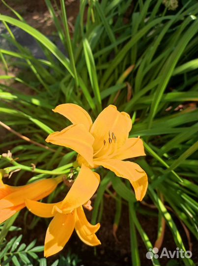 Цветы многолетники