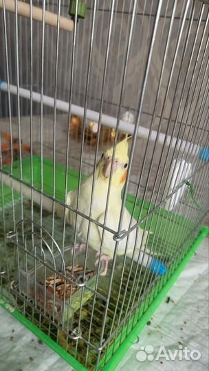 Попугай корелла с клеткой