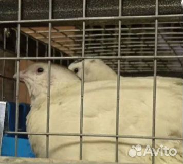 Яйцо перепелиное инкубационное 12 пород