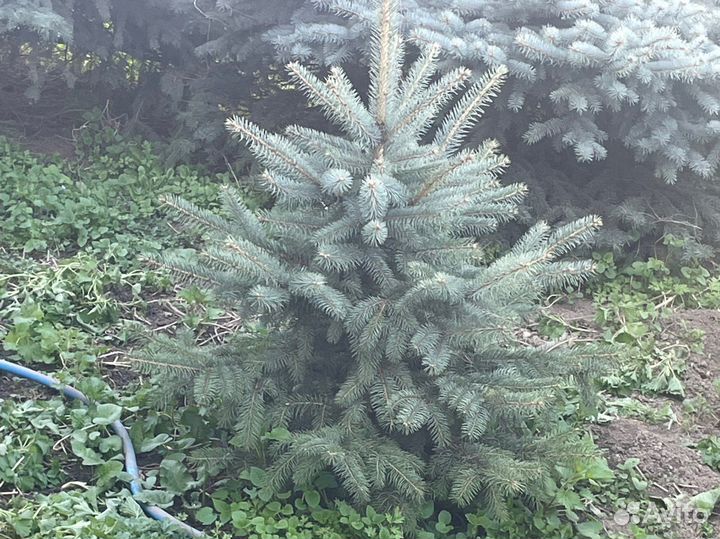 Голубые ели,Туи,Глобоза