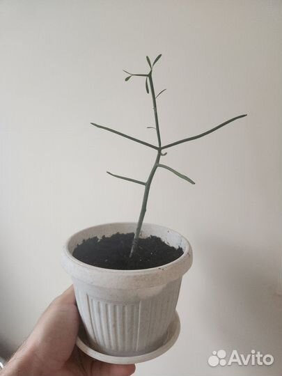 Растение молочай тирукалли