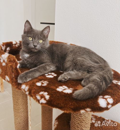 Котенок девочка в добрые руки