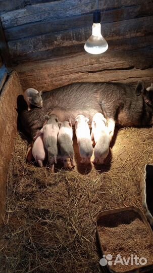 Вьетнамские свиньи