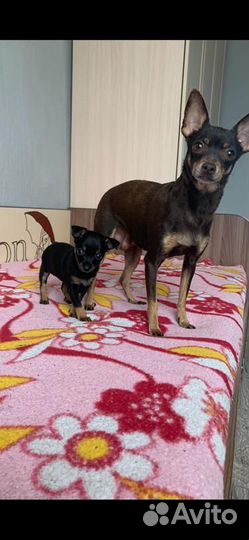 Щенки русский той-терьер