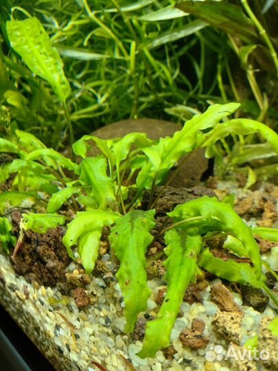 Криптокарина