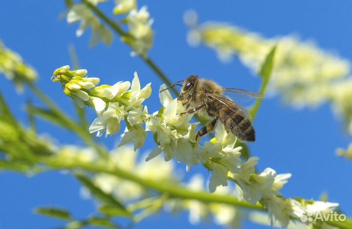 Семена Донника Белого опт