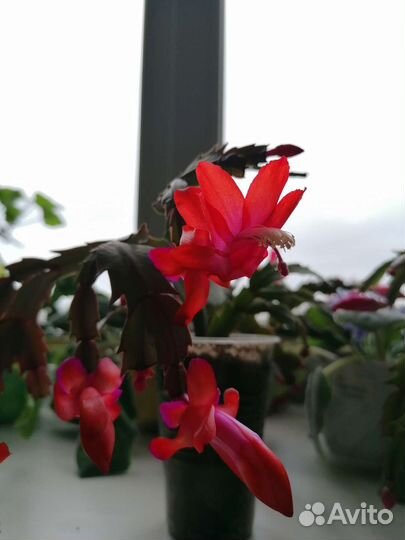 Декабрист шлюмбергера, пеларгонии, фиалки