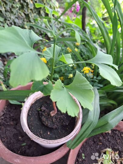 Гинго билоба