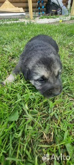 Собаки щенки