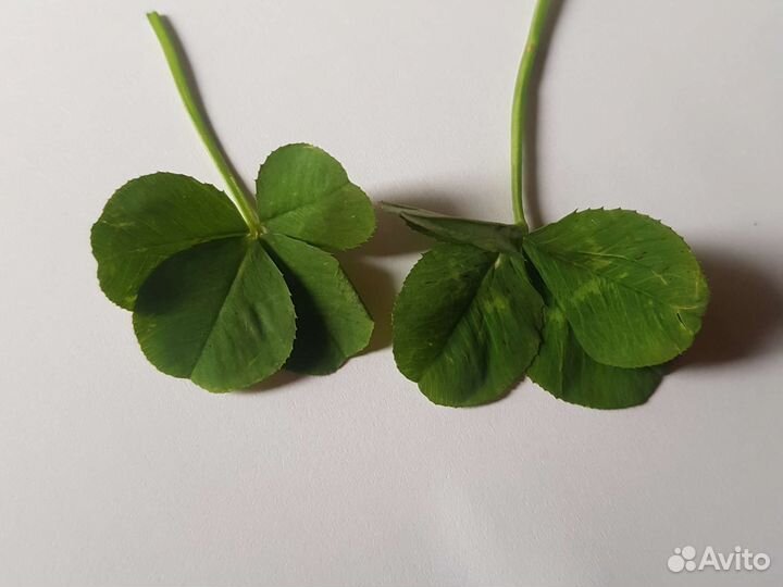 Клевер с 4 лепестками