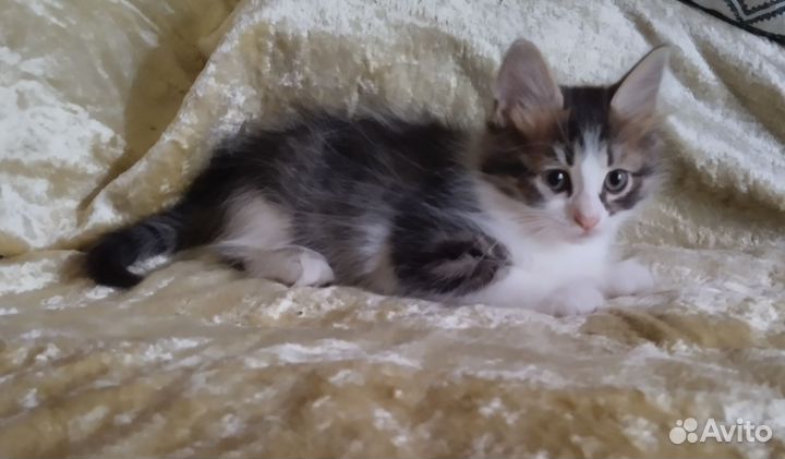 Котик в добрые руки