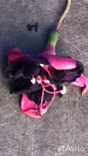 Фуксия,Клеродендрум,Бальзамин