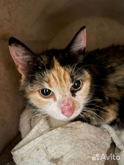 Кошка в дар