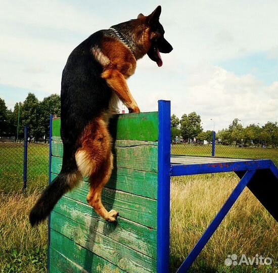 Кинолог - инструктор, дрессировка собак