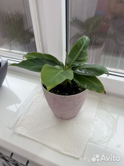 Банан киевский карлик