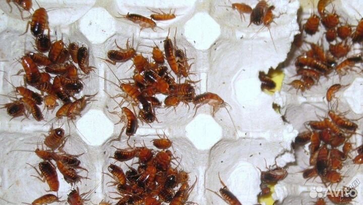 Туркменские тараканы