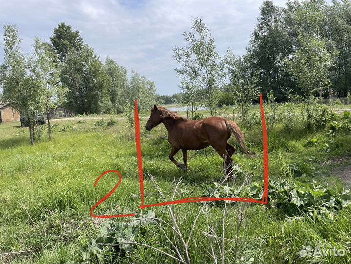 Кобылы с жеребенком