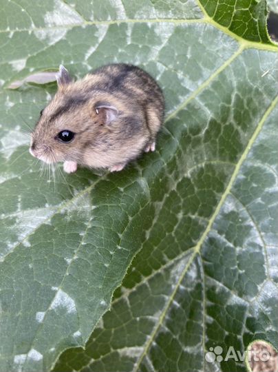 Джунгарский хомяк