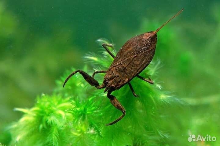 Аквариумный скорпион