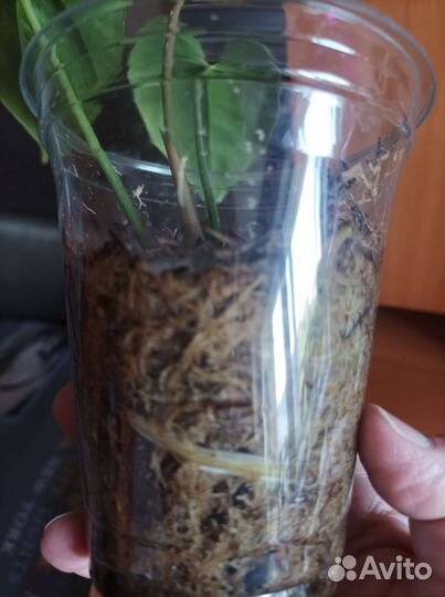 Комнатные цветы антуриум