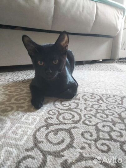 Котенок Чаузи девочка блэкгризли окраса