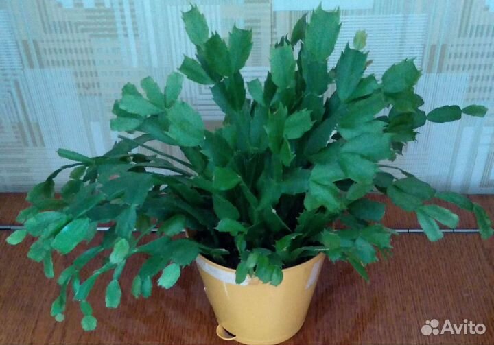 Декабрист, 4 цвета