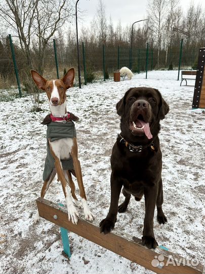 Кинолог Хендлер Зоопсихолог Передежка собак