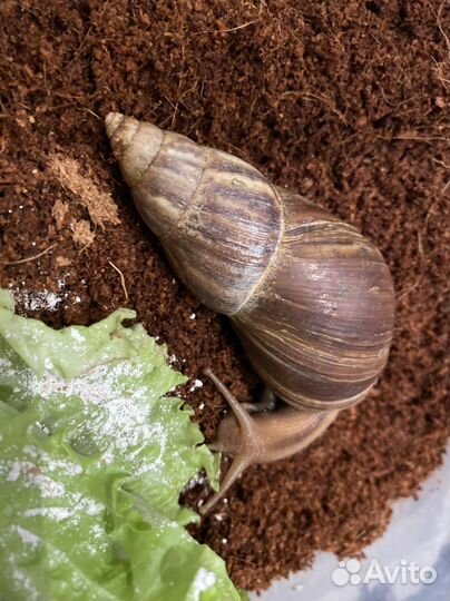 Улитка ахатина