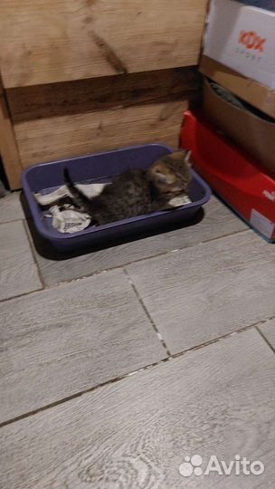 Британские котята