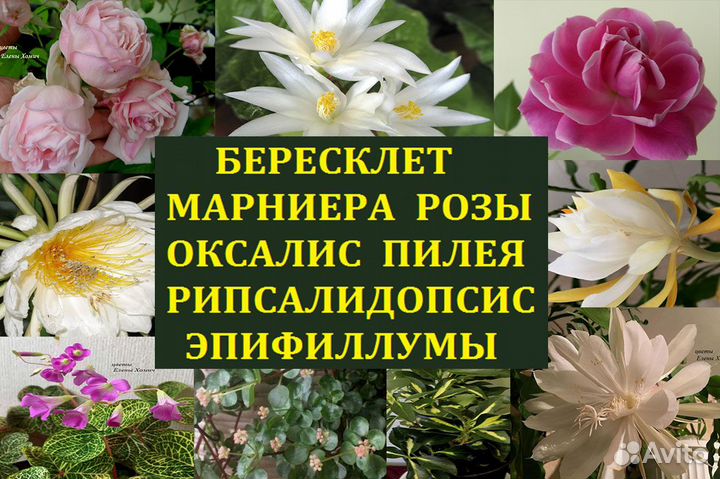 Розы,оксалис,эпифиллум,марниера,пилея,рипсалидопси