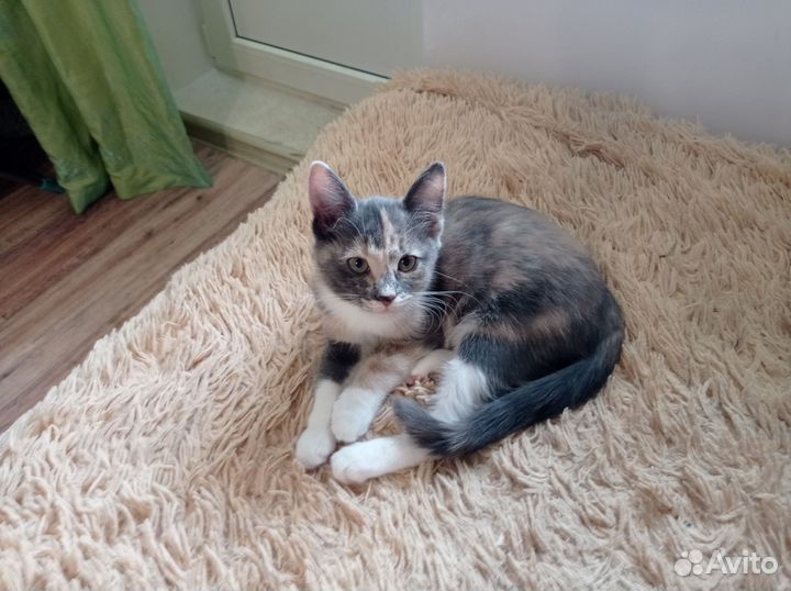 Отдам котенка в добрые руки