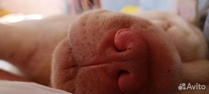 Шарпей вязка