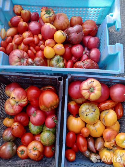 Семена очень редких сортов томатов