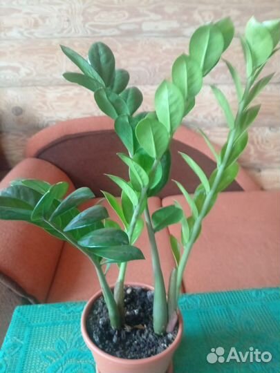 Комнатные цветы Замиокулькас