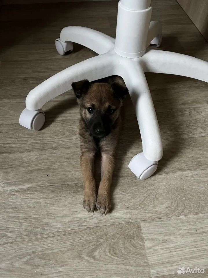 Щенок в добрые руки, Волгоград