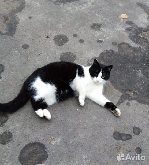 Кошка в добрые руки