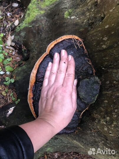 Трутовики ствол с трутовиками