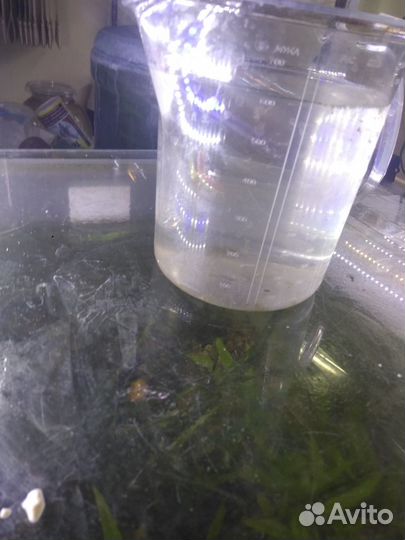 Корма для поднятия малька