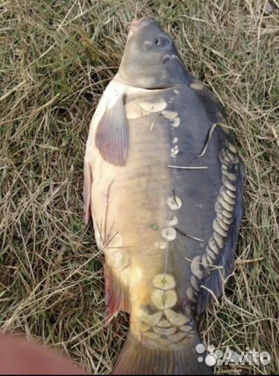 Рыба живая оптом: Толстолобик Карп Амур Карась