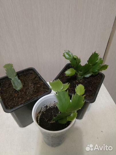 Декабрист коралловый и жёлтый