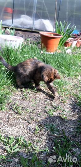 Девочка Маруся 2 месяца