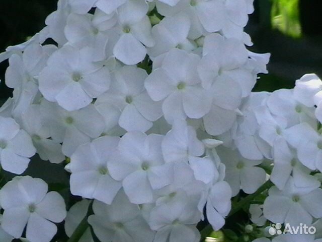 Многолетние цветы