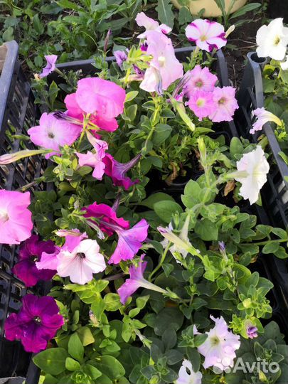 Рассада помидор, капуста, петуньи, годеция