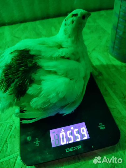 Перепел Белый Гигант