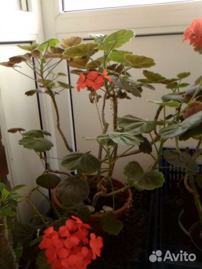 Пеларгония красная